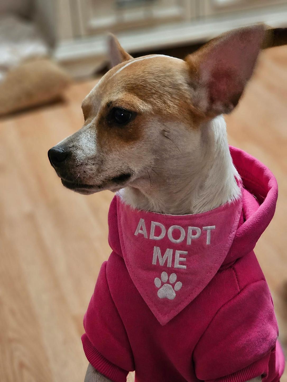 Enlarge Bell, an adoptable mixed breed in Boston, MA image 1/6