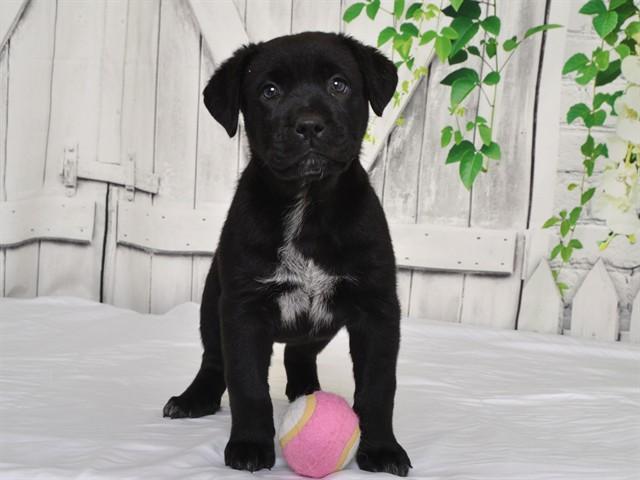 Enlarge LAKE, a Adoptable mixed breed in Oroville, CA image 1/1