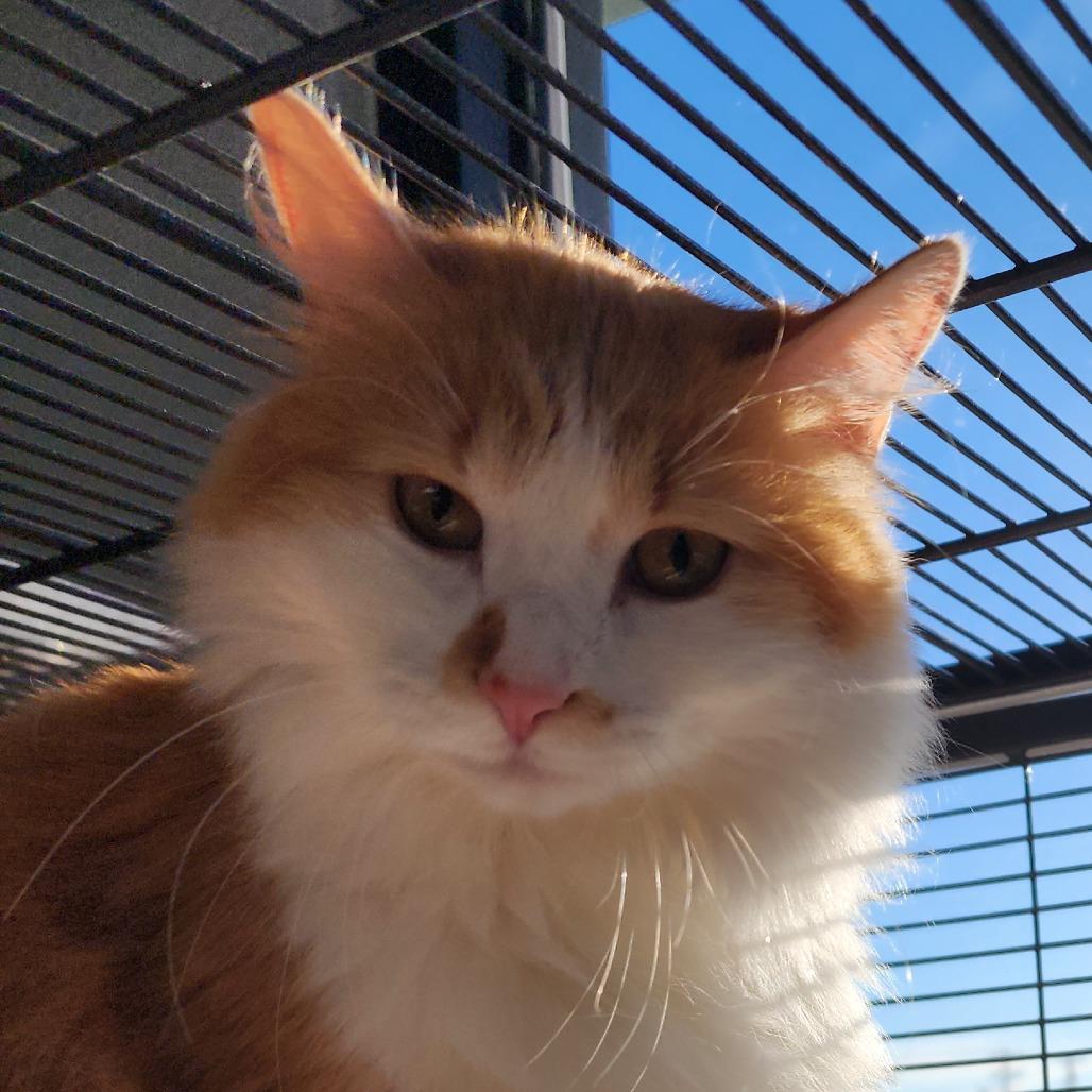 Enlarge Creamsicle, a Adoptable Domestic Long Hair in Fort Smith, AR image 1/1