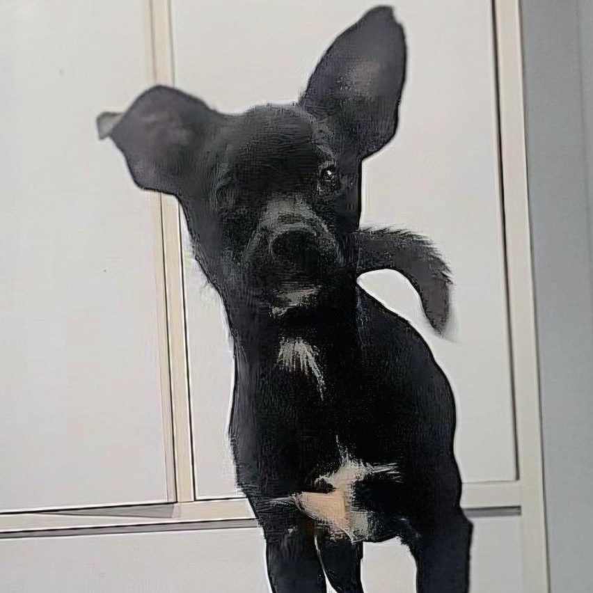 Rachel, an adopted mixed breed in Hartford, CT image 3/6