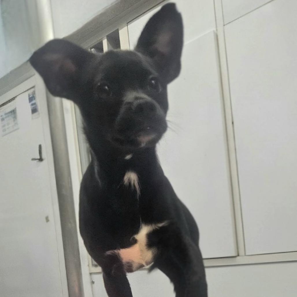 Rachel, an adopted mixed breed in Hartford, CT image 6/6