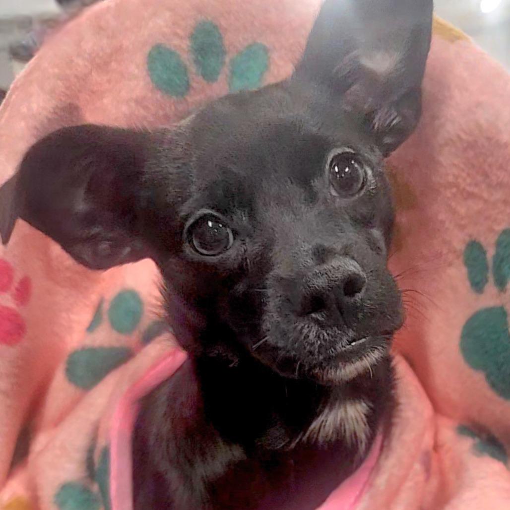Rachel, adopted, Puppy Female Shih Tzu & Terrier.