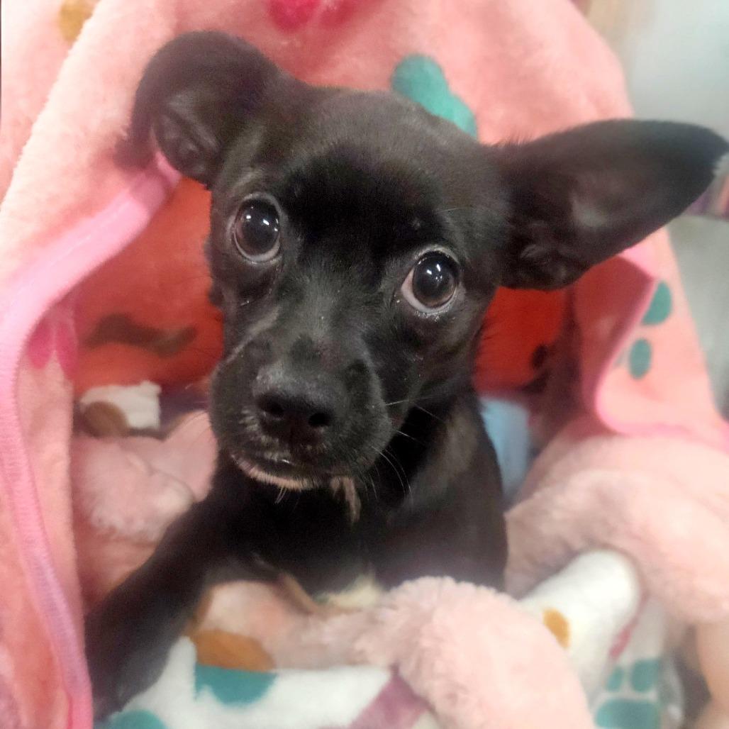 Rachel, an adopted mixed breed in Hartford, CT image 4/6