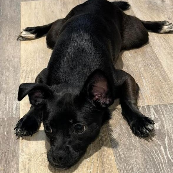 Rachel, an adopted mixed breed in Hartford, CT image 5/6