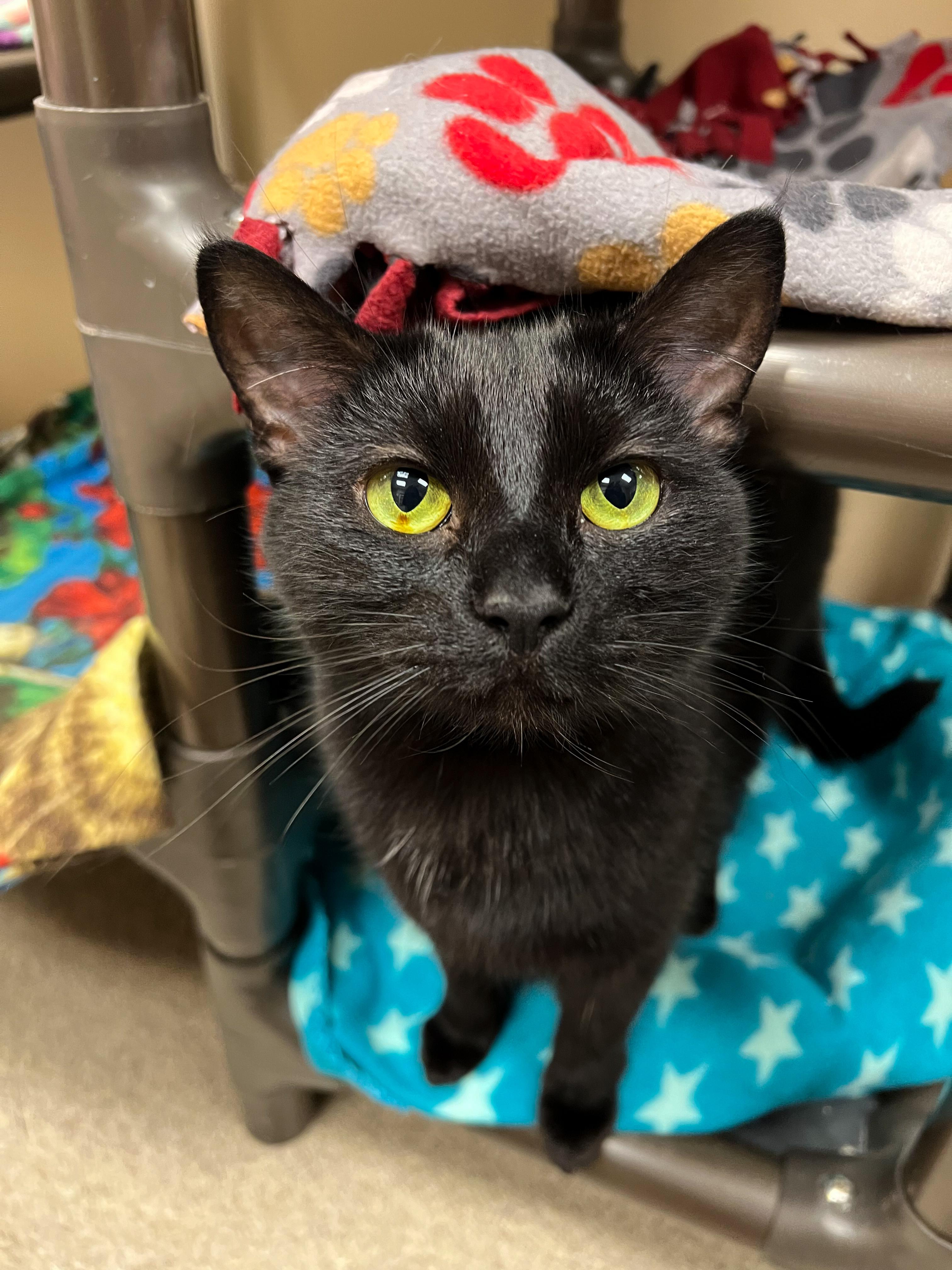 Enlarge Tiny Girl, a Adoptable Domestic Short Hair in Arlington Heights, IL image 2/2