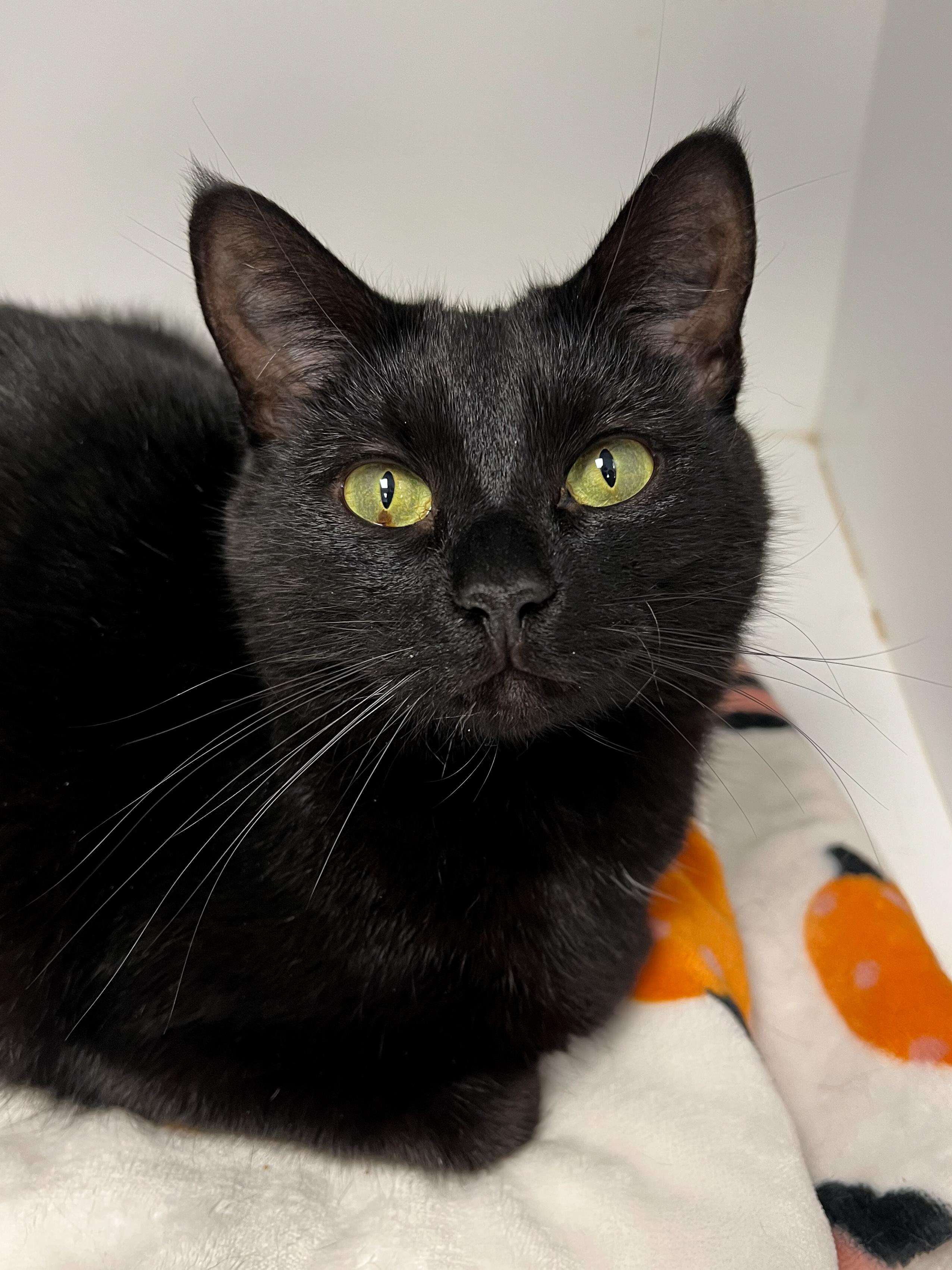 Enlarge Tiny Girl, a Adoptable Domestic Short Hair in Arlington Heights, IL image 1/2
