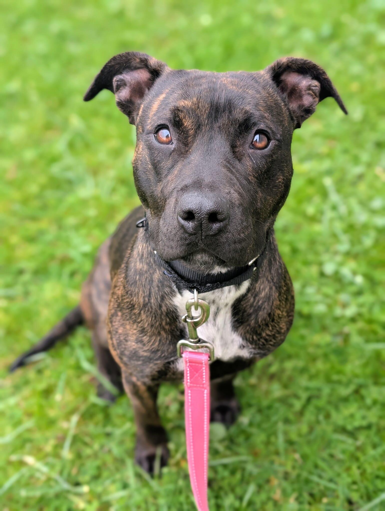 Char, ADOPTABLE, Young Female Mixed Breed.