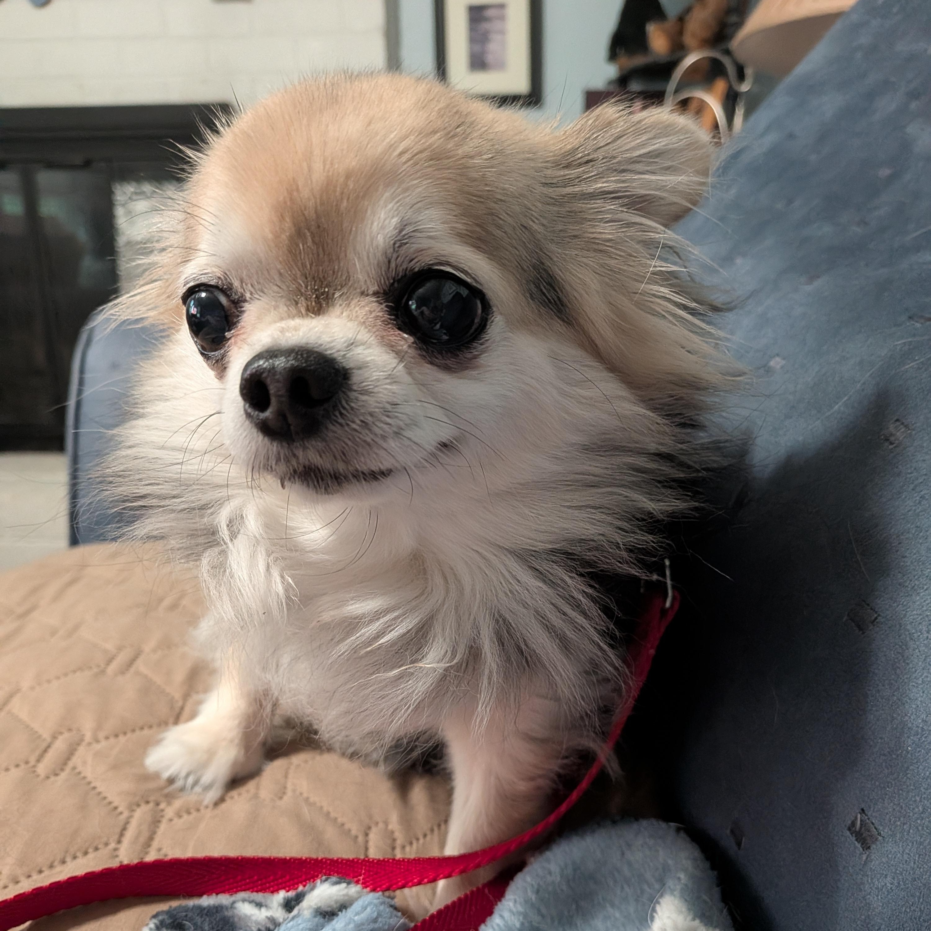 Loretta, Adoptable, Adult Female Chihuahua.