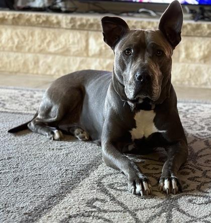 Moana, Adoptable, Adult Female Pit Bull Terrier & Mixed Breed.