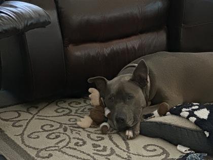 Enlarge Moana, a Adoptable mixed breed in Fort Worth, TX image 2/3