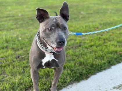 Moana, a Adoptable mixed breed in Fort Worth, TX image 3/3