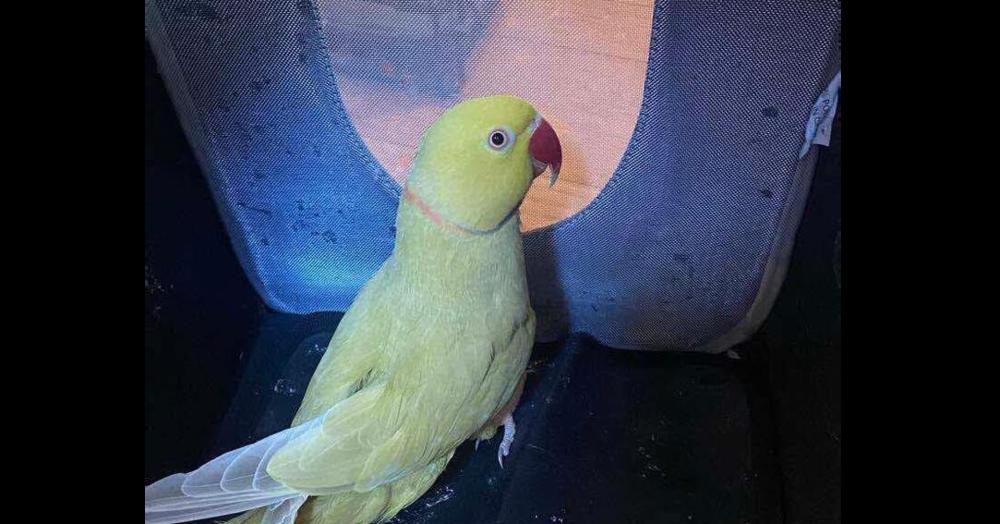 Inari, Adoptable, Adult Female Parakeet (Other).