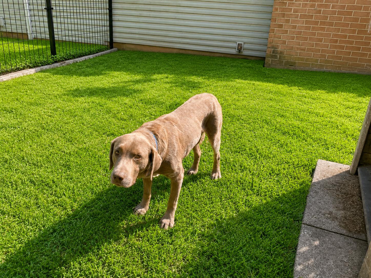 Enlarge Chaunce, an adoptable Chocolate Labrador Retriever in Warrington, PA image 3/6