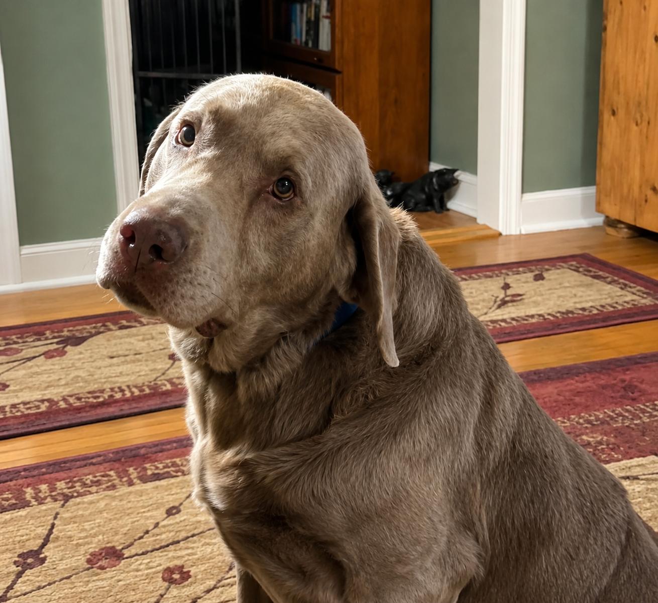 Enlarge Chaunce, an adoptable Chocolate Labrador Retriever in Warrington, PA image 2/6