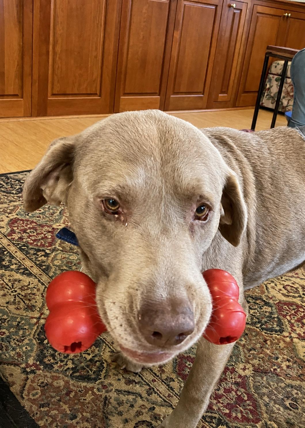 Enlarge Chaunce, an adoptable Chocolate Labrador Retriever in Warrington, PA image 5/6