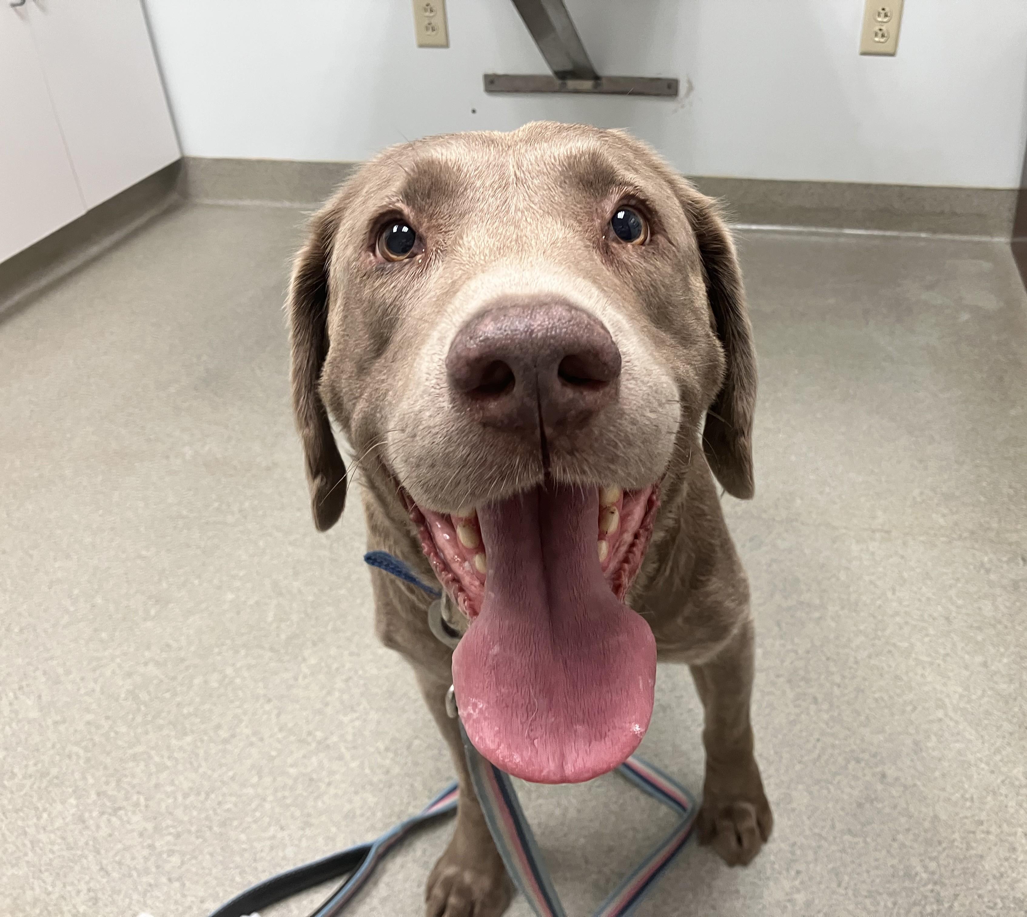Enlarge Chaunce, an adoptable Chocolate Labrador Retriever in Warrington, PA image 4/6