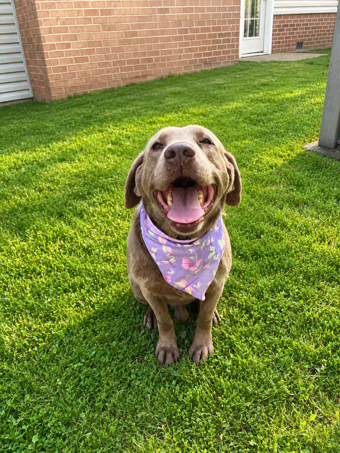 Chaunce, adoptable, Senior Male Chocolate Labrador Retriever.
