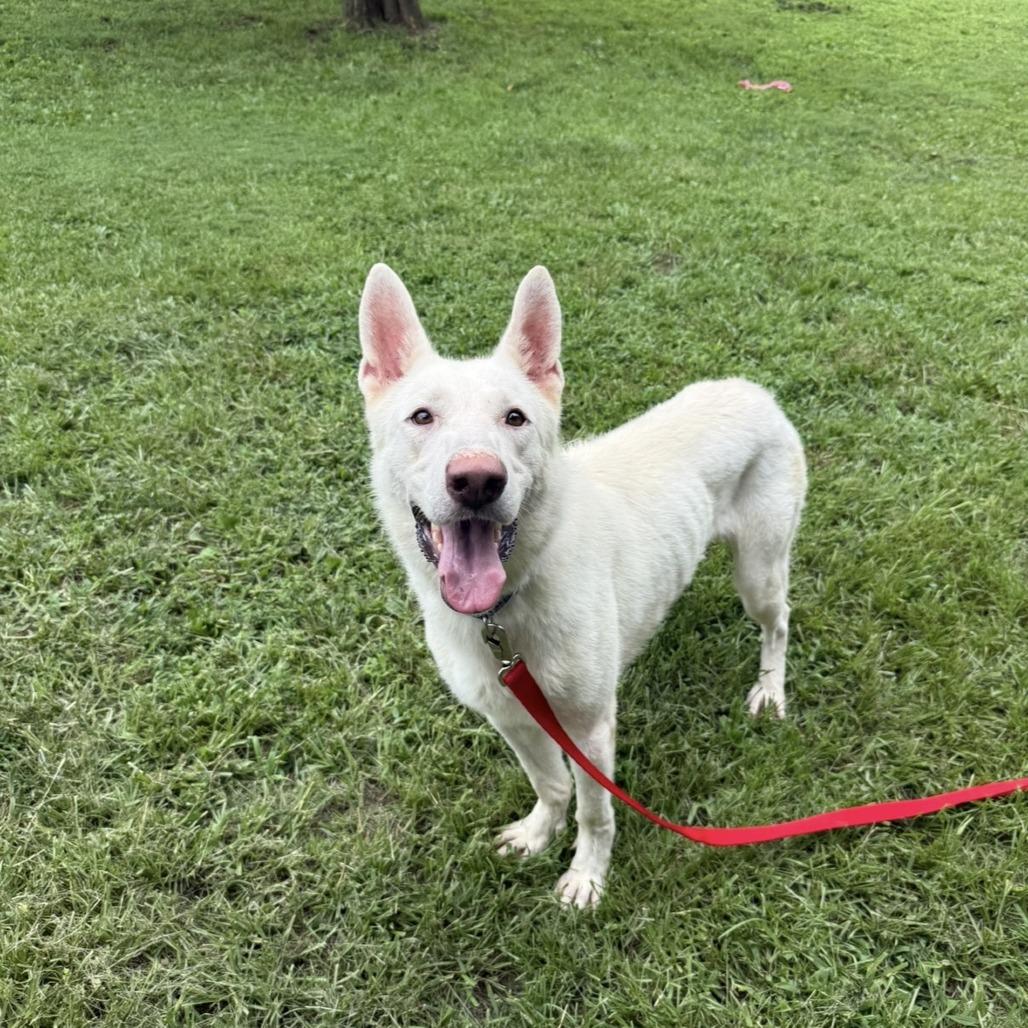 Gandalf, Adoptable, Adult Male Mixed Breed.