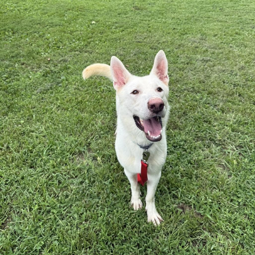 Enlarge Gandalf, a Adoptable Mixed Breed in Mebane, NC image 2/6
