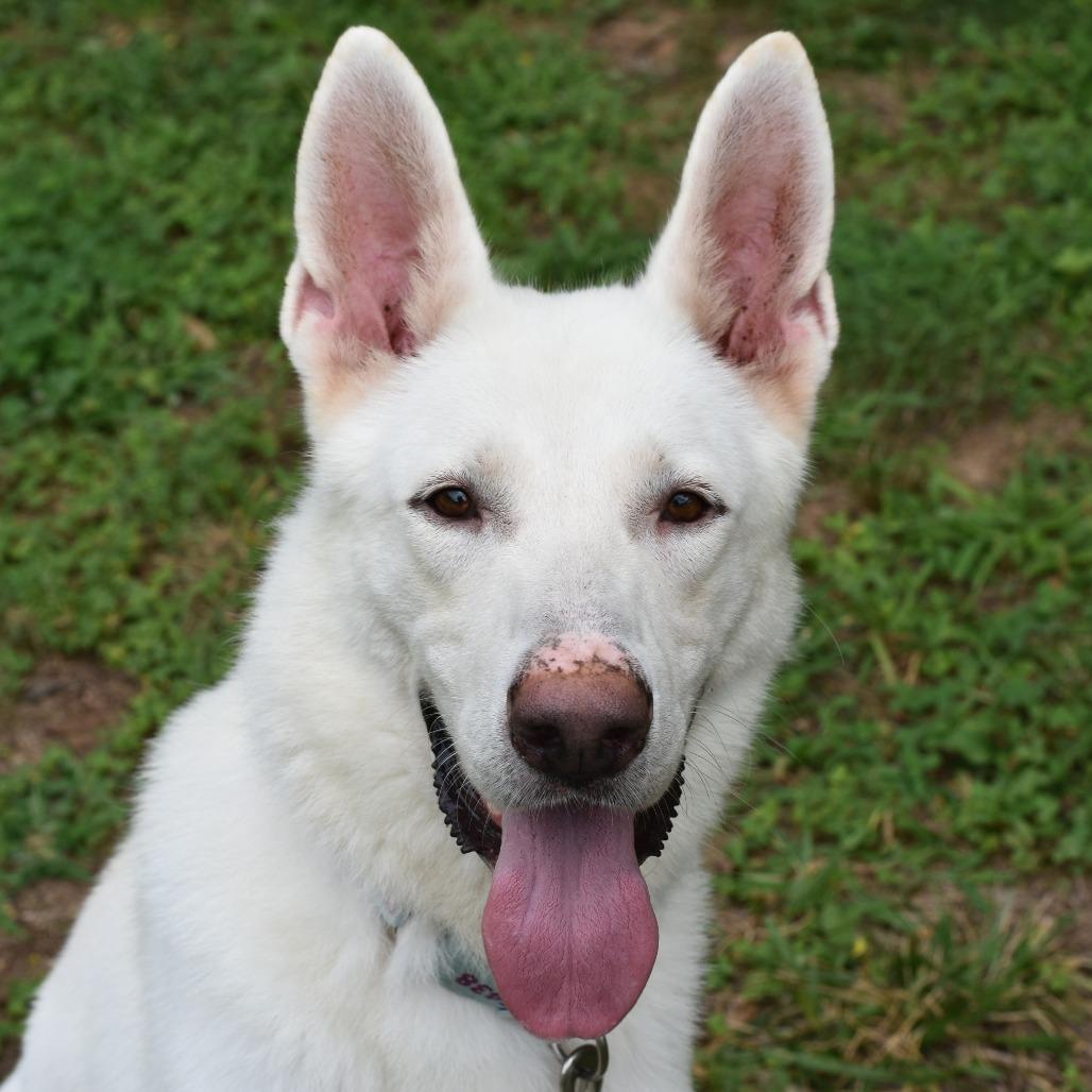 Enlarge Gandalf, a Adoptable Mixed Breed in Mebane, NC image 3/6