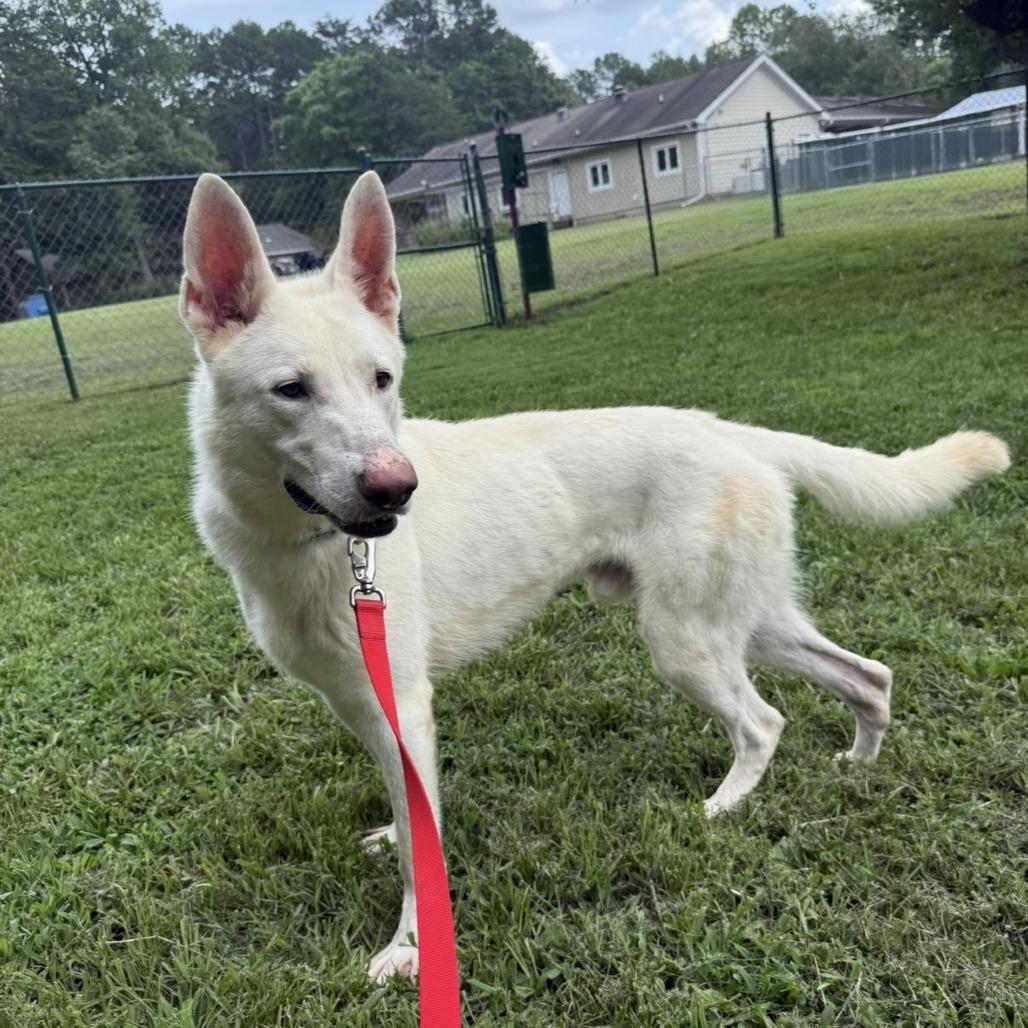 Enlarge Gandalf, a Adoptable Mixed Breed in Mebane, NC image 4/6