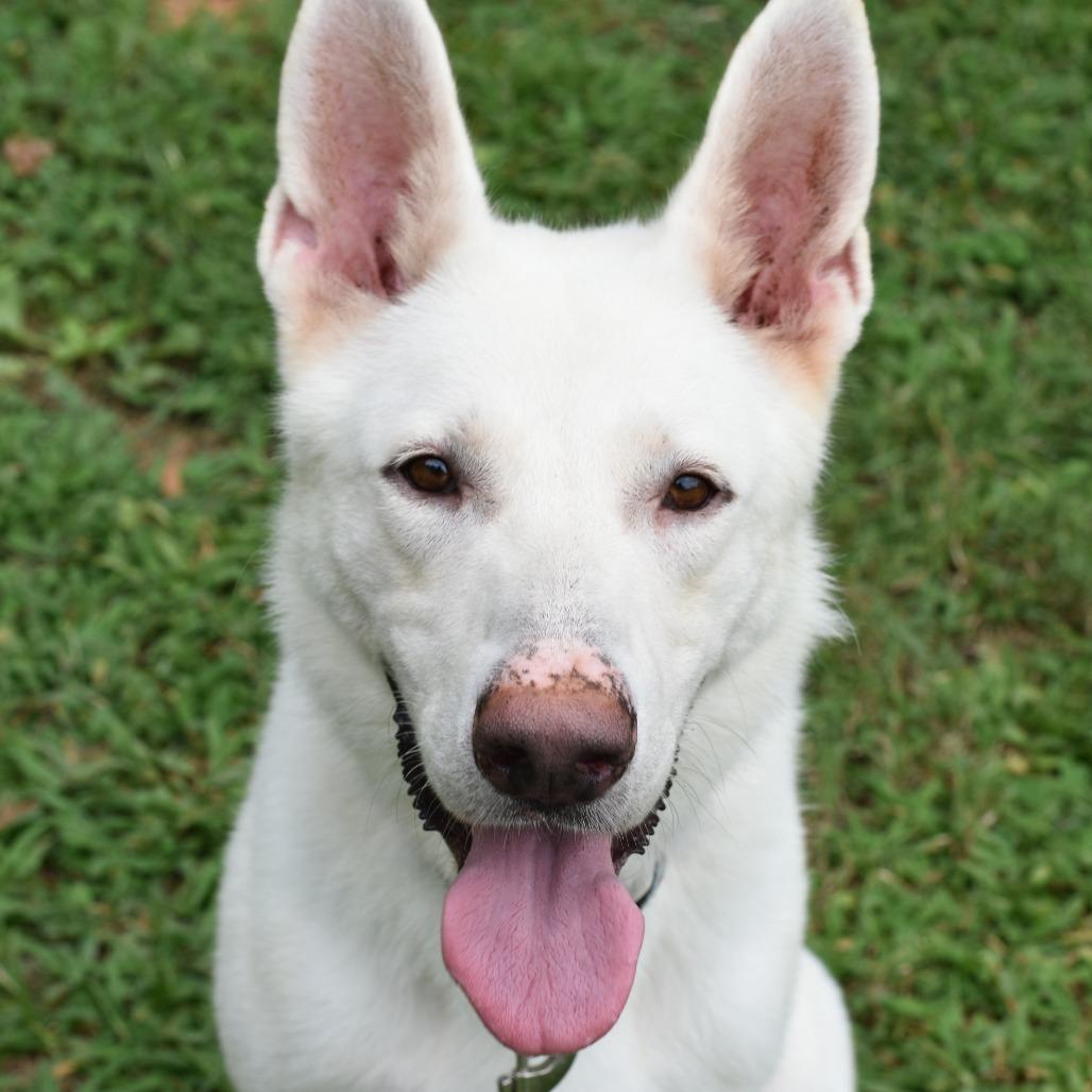 Enlarge Gandalf, a Adoptable Mixed Breed in Mebane, NC image 5/6