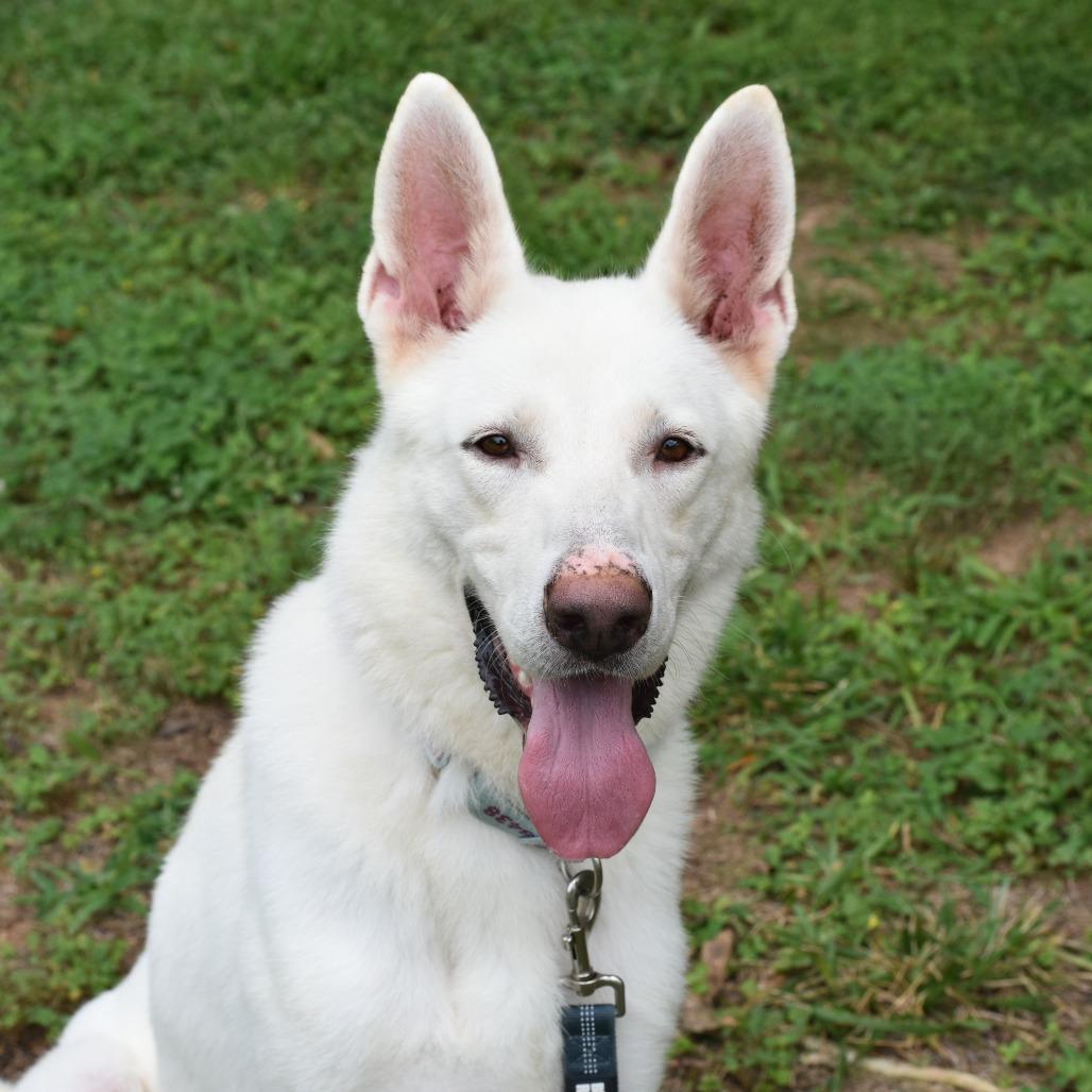 Enlarge Gandalf, a Adoptable Mixed Breed in Mebane, NC image 6/6