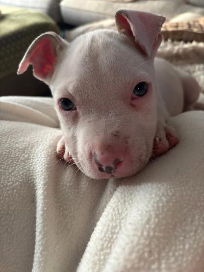 Monty, ADOPTABLE, Puppy Male American Staffordshire Terrier.