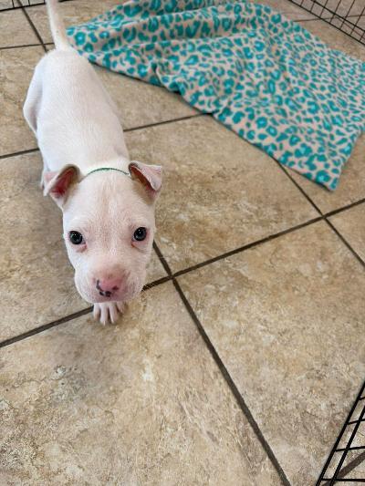 Enlarge Monty, a ADOPTABLE mixed breed in Fort Wayne, IN image 2/2