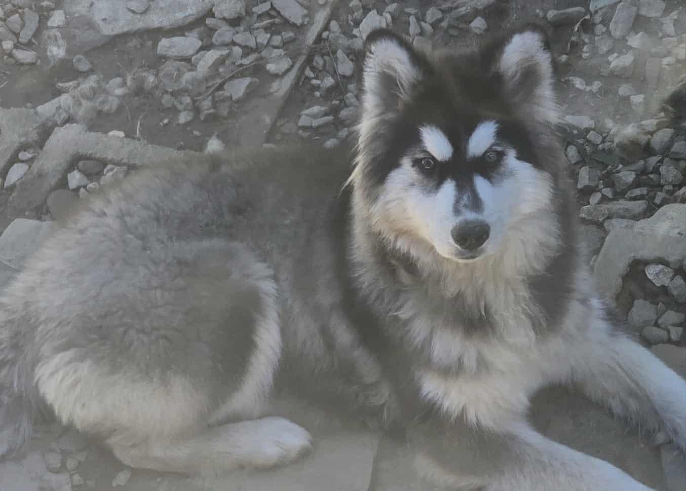 Kira, Adoptable, Young Female Siberian Husky.