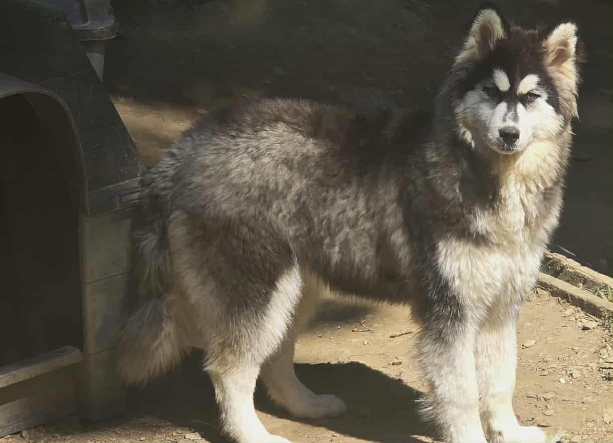 KIra