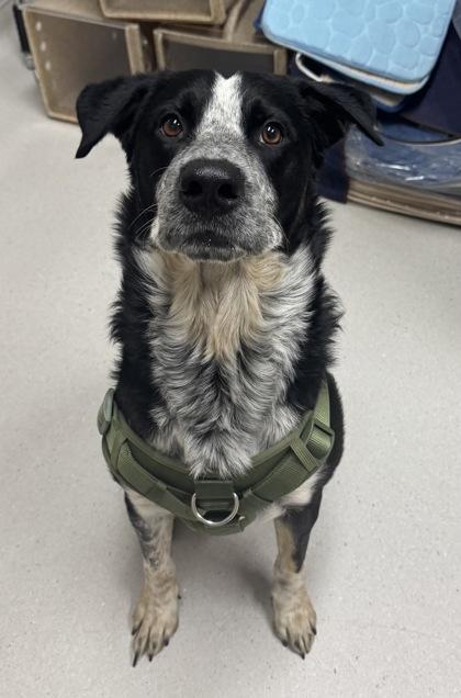 Griz, Adoptable, Adult Male Mixed Breed & Mixed Breed.