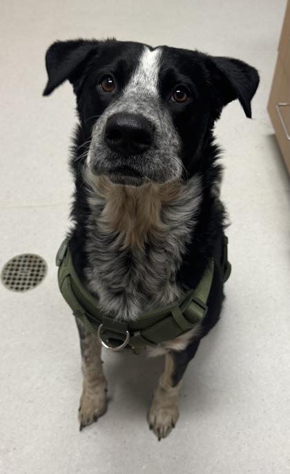 Enlarge Griz, a Adoptable mixed breed in Missoula, MT image 2/2