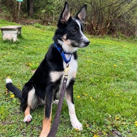 Enlarge Curly (LOLA), an adopted mixed breed in Honesdale, PA image 4/4