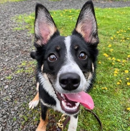 Curly (LOLA), adoptable, Puppy Female Border Collie.