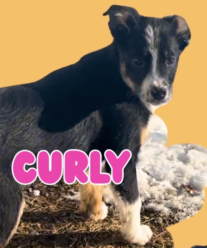 Enlarge Curly (LOLA), an adopted mixed breed in Honesdale, PA image 3/4