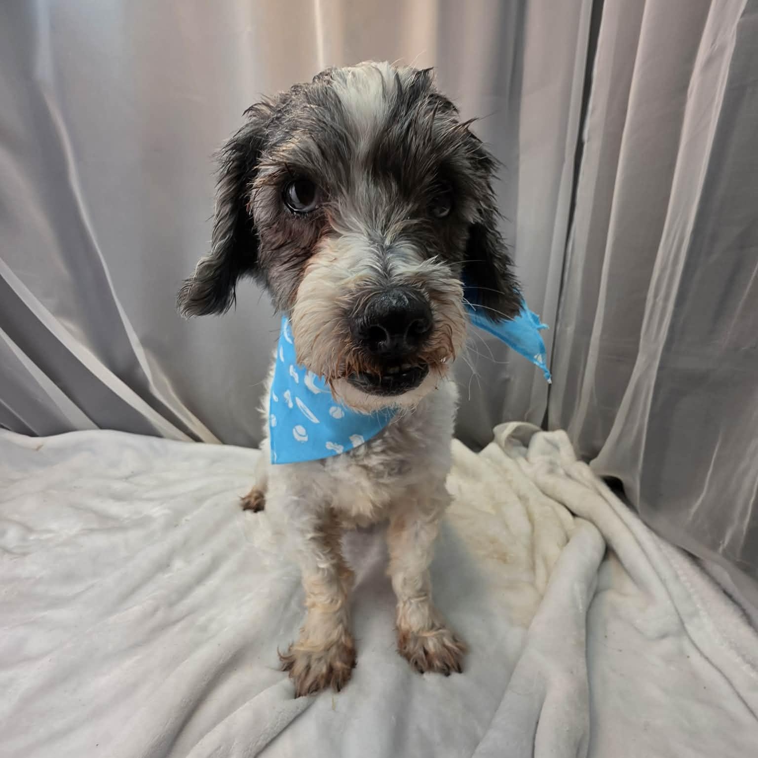 Shaggy, a Adoptable mixed breed in Southfield , MI image 3/6