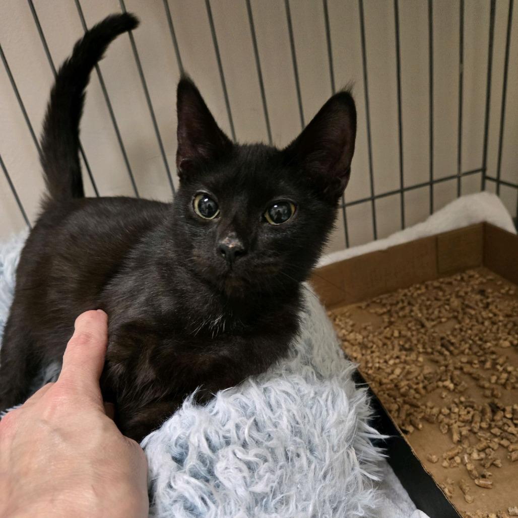 Eclipse, Adoptable, Kitten Female Domestic Short Hair.