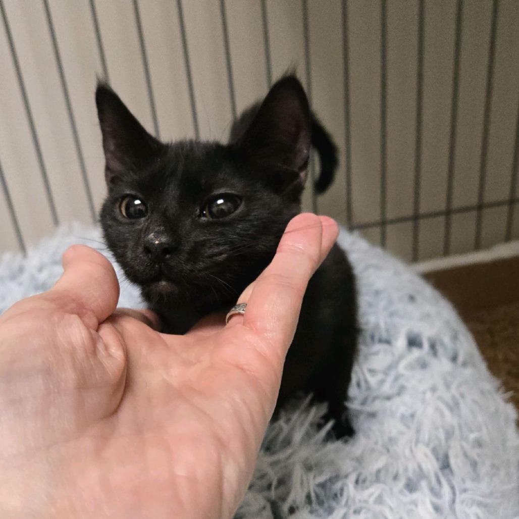 Eclipse, a Adoptable Domestic Short Hair in Branson, MO image 3/6