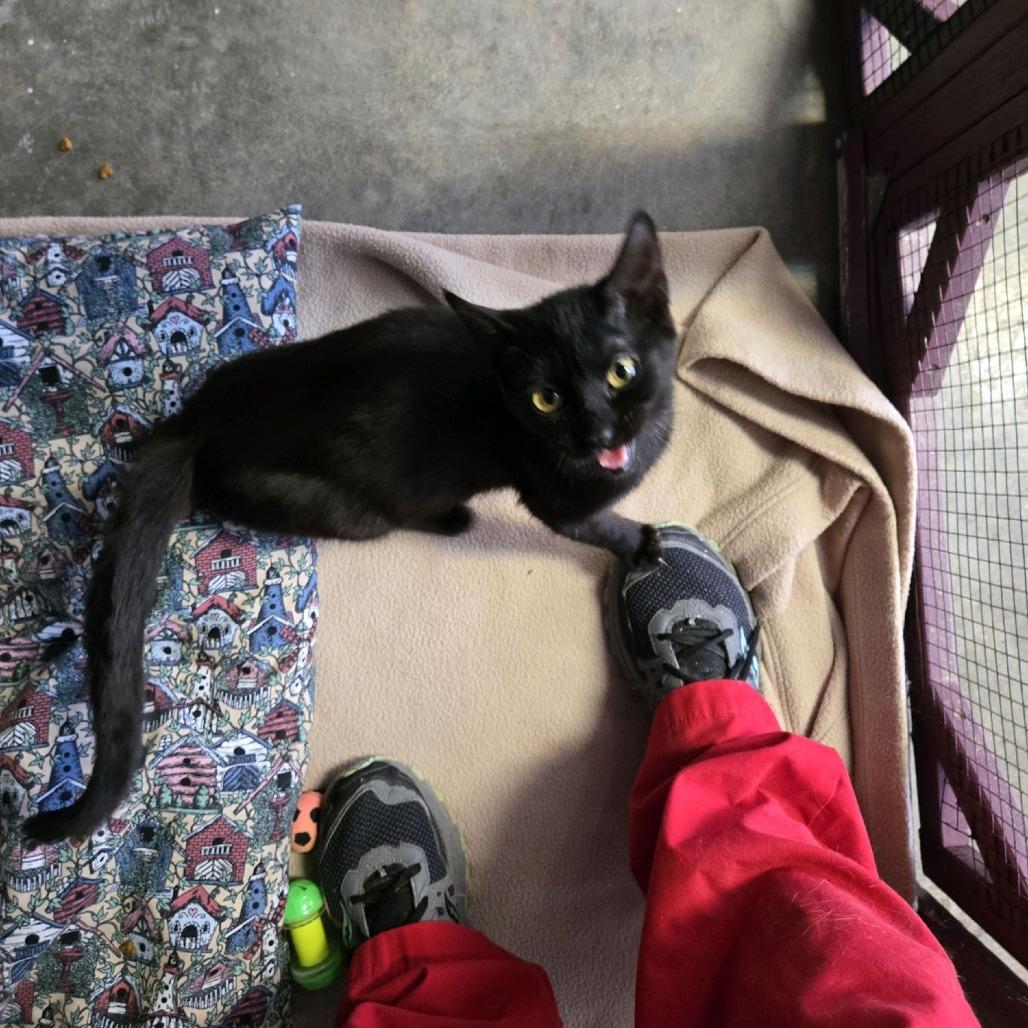 Enlarge Eclipse, a Adoptable Domestic Short Hair in Branson, MO image 4/6