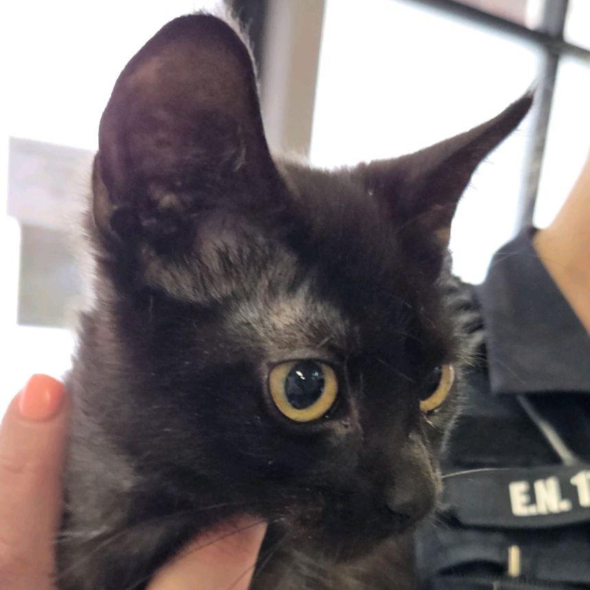 Eclipse, a Adoptable Domestic Short Hair in Branson, MO image 5/6