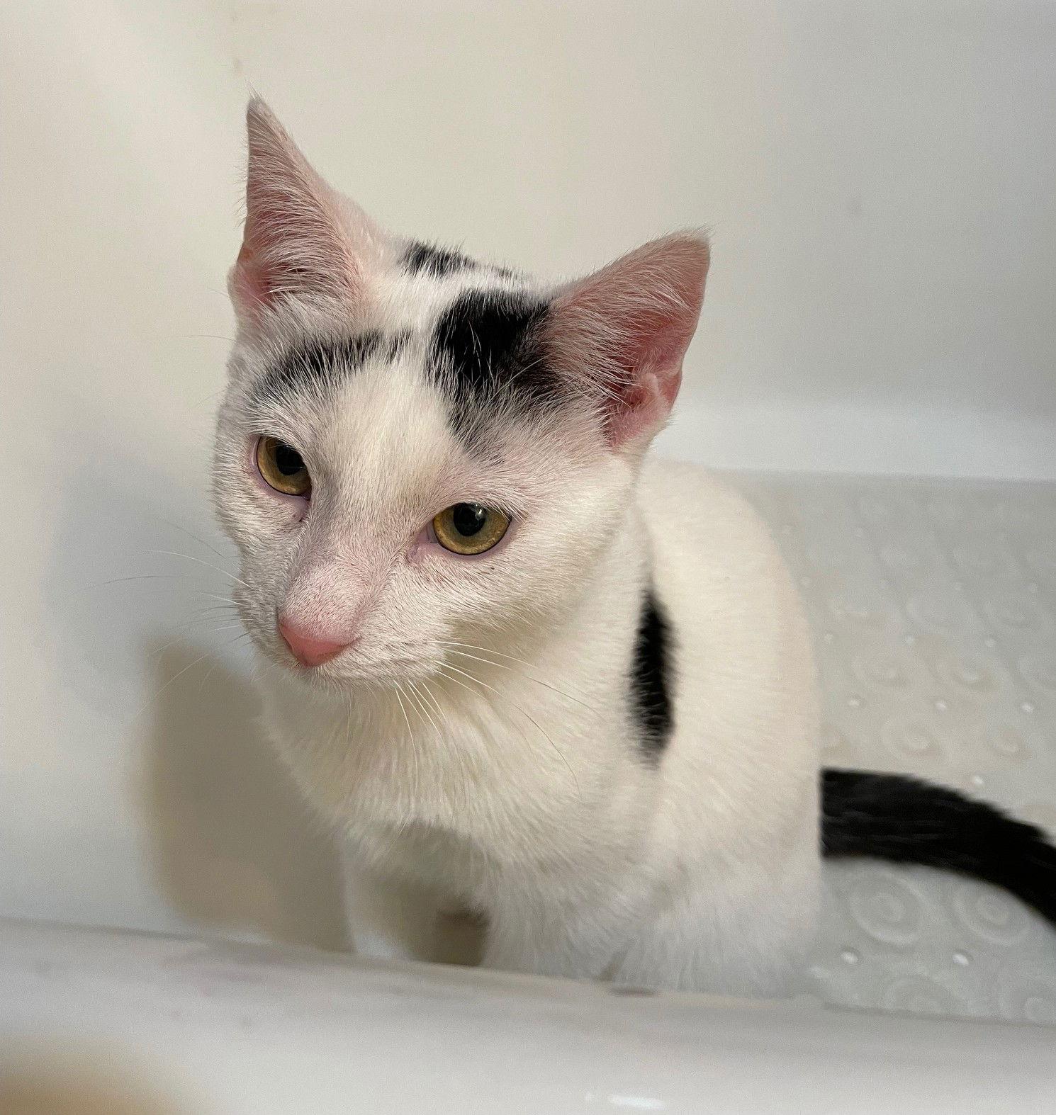 Pugsley — thumbnail 3