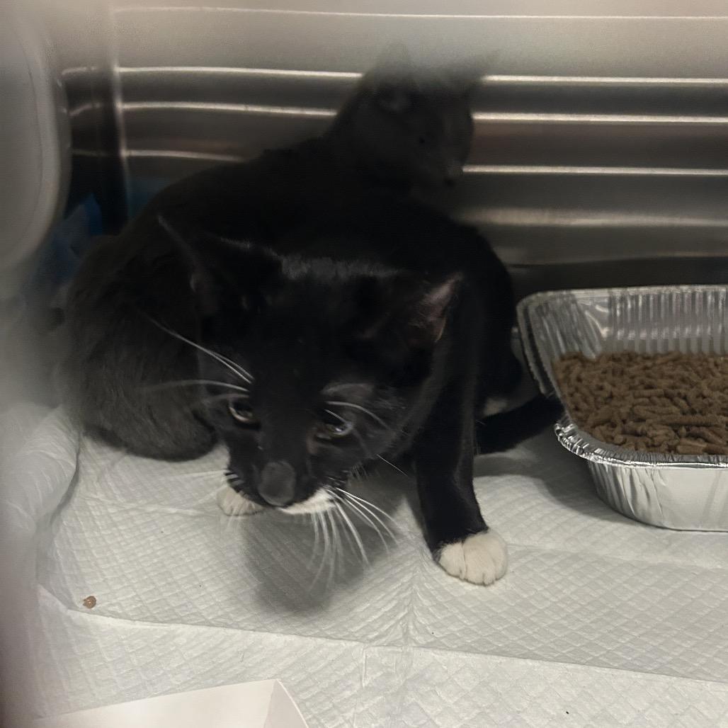 Caribbean Sea, Adoptable, Adult Male Domestic Short Hair.