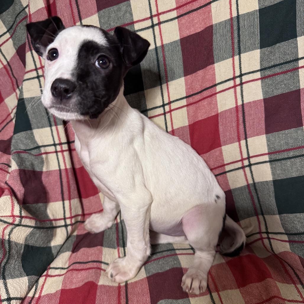 Rose, Adoptable, Puppy Female Mixed Breed.