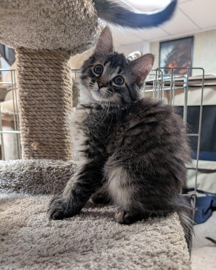 Alcor, an adopted mixed breed in Lake Orion, MI image 1/5