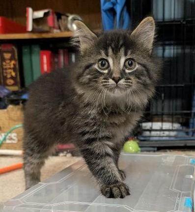 Alcor, an adopted mixed breed in Lake Orion, MI image 4/5