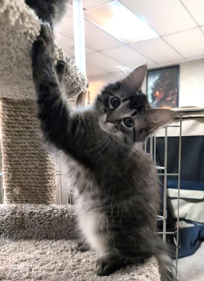 Alcor, an adopted mixed breed in Lake Orion, MI image 3/5