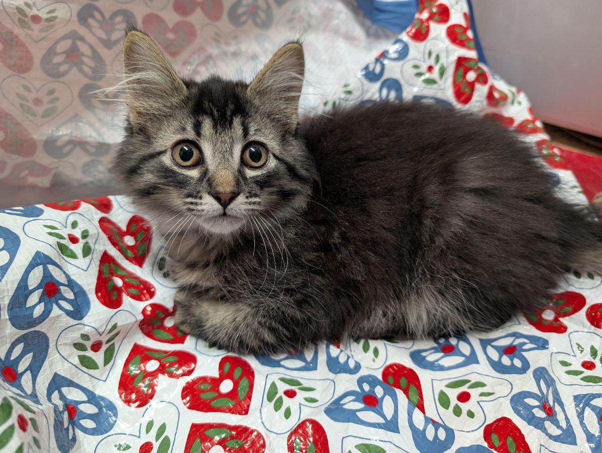 Alcor, an adopted mixed breed in Lake Orion, MI image 2/5