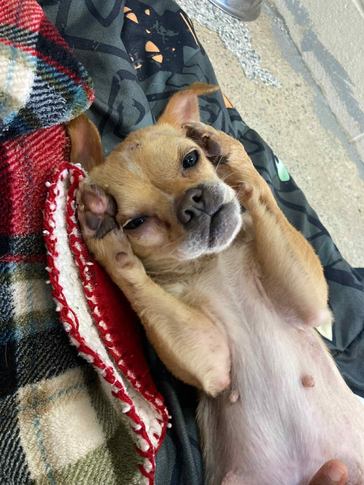 Pixie, an adoptable Puggle in Carmel, NY, 10512 | Photo Image 4