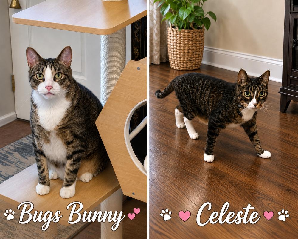 Bugs Bunny & Celeste, Adoptable, Adult Male American Shorthair.